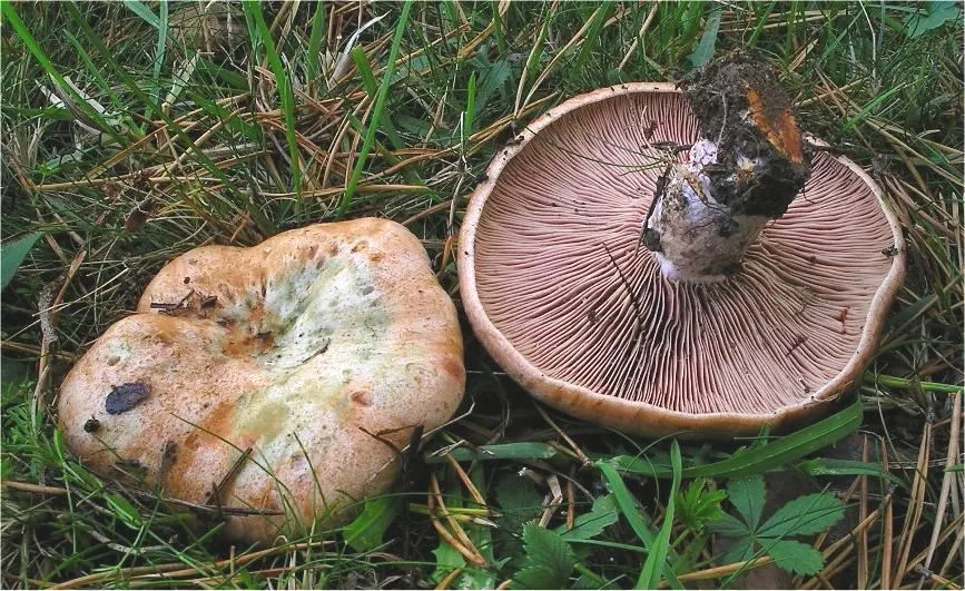Хрящ-молочник криваво-червоний (Lactarius sanguifluus)