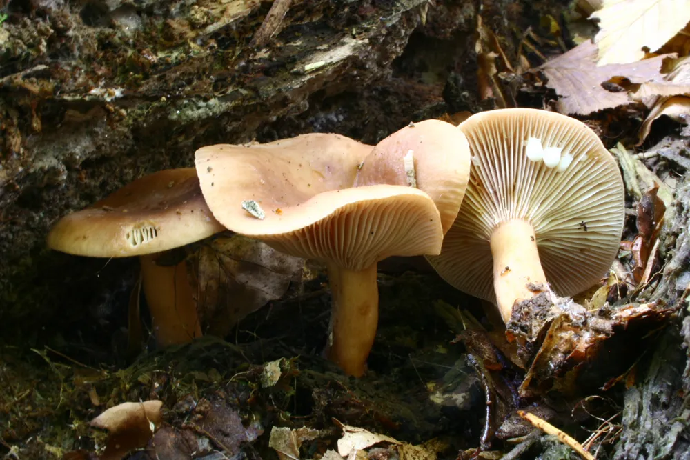 Хрящ-молочник солодкуватий (Lactarius subdulcis)