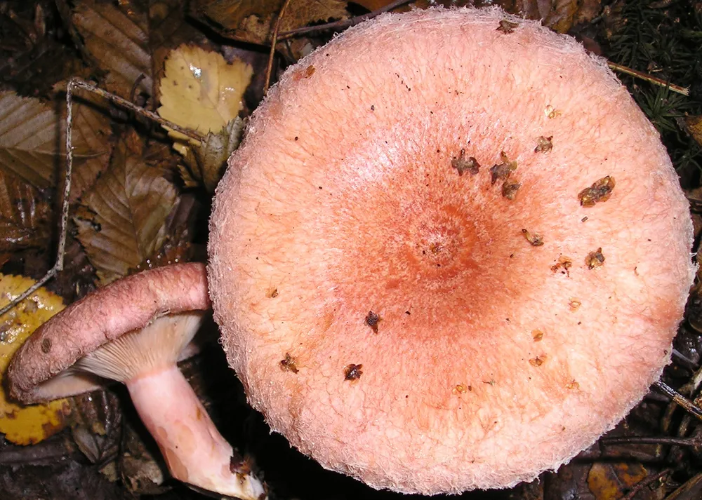Вовнянка (Lactarius torminosus)