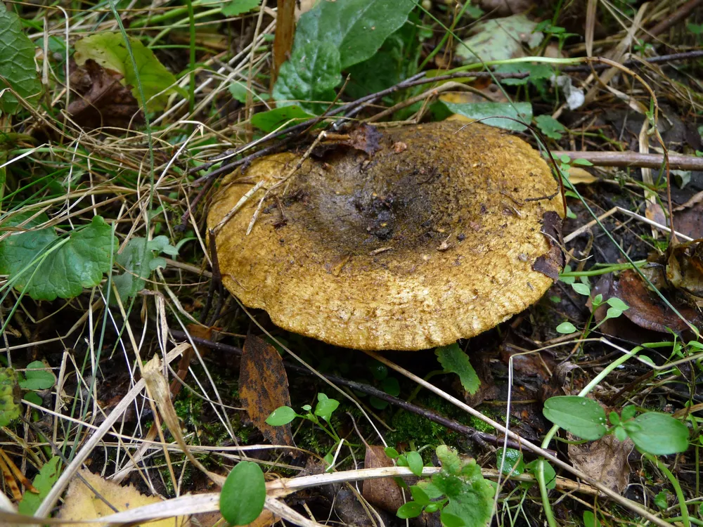Хрящ-молочник оливково-чорний (Lactarius turpis)