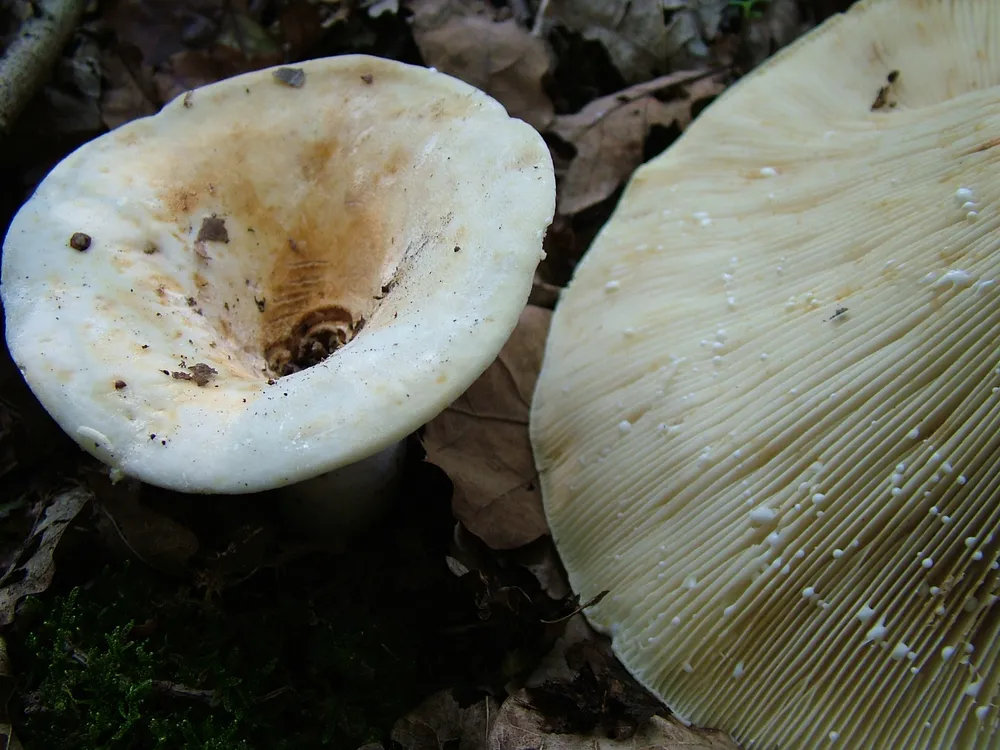 Хрящ-молочник повстистий (Lactarius vellereus)
