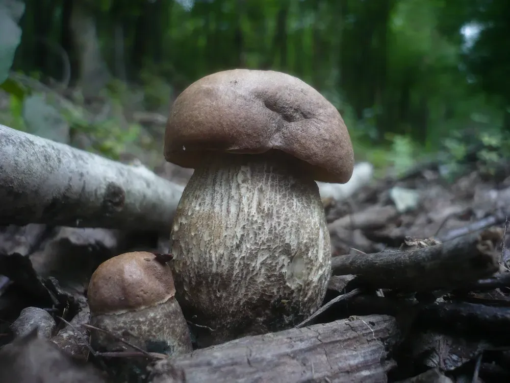 Підберезник твердуватий (Leccinum duriusculum)
