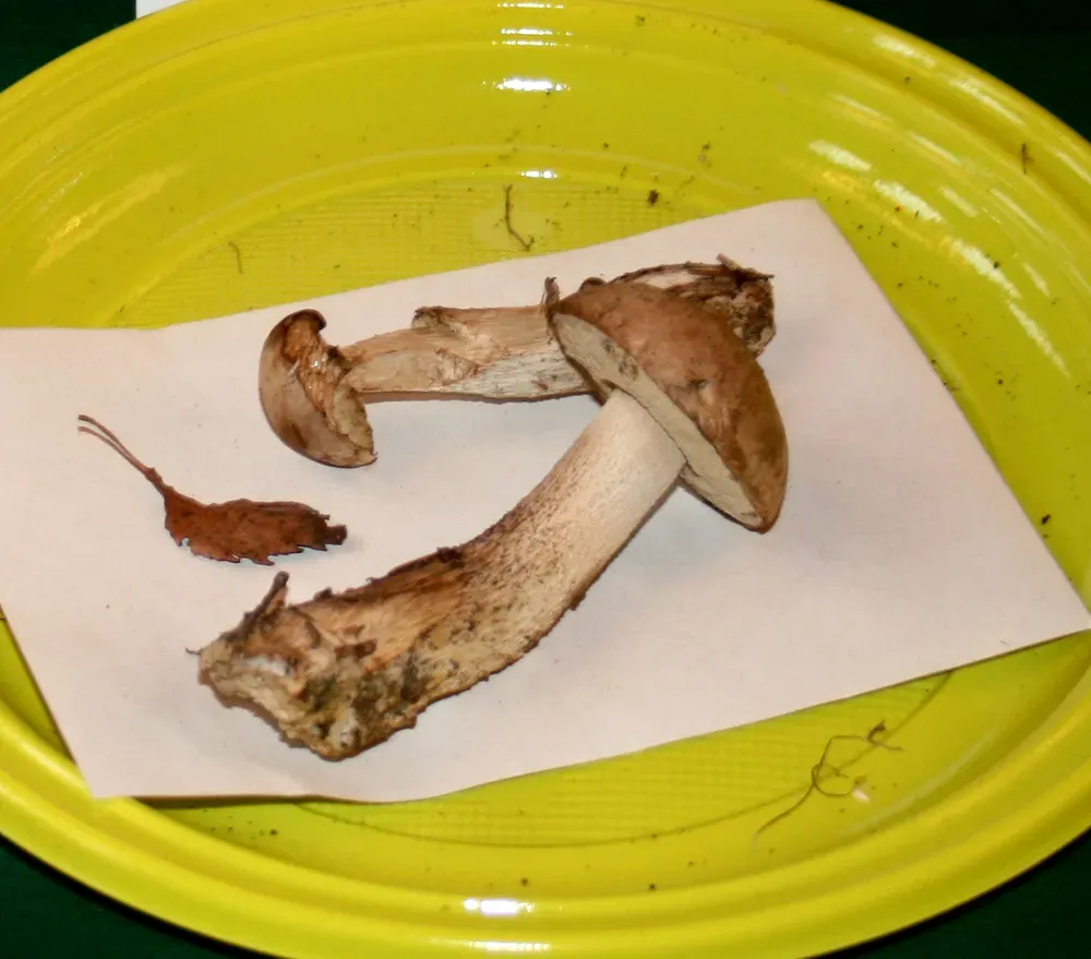 Підберезник болотяний (бабка біла) (Leccinum holopus)
