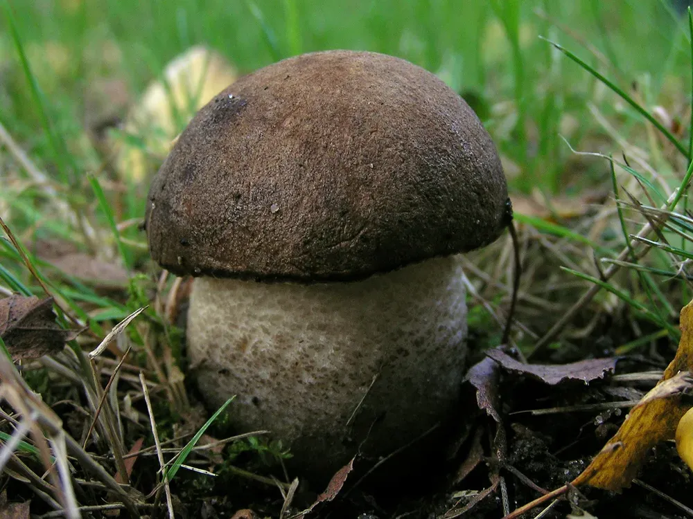 Підберезник чорний (Leccinum melaneum)