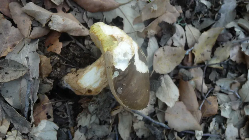 Підберезник рожевіючий (Leccinum roseofractum)