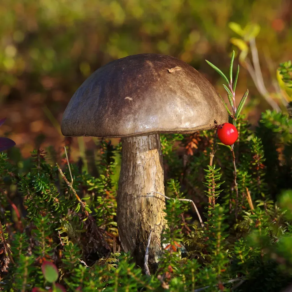 Підберезник різнокольоровий (бабка плямиста) (Leccinum variicolor)