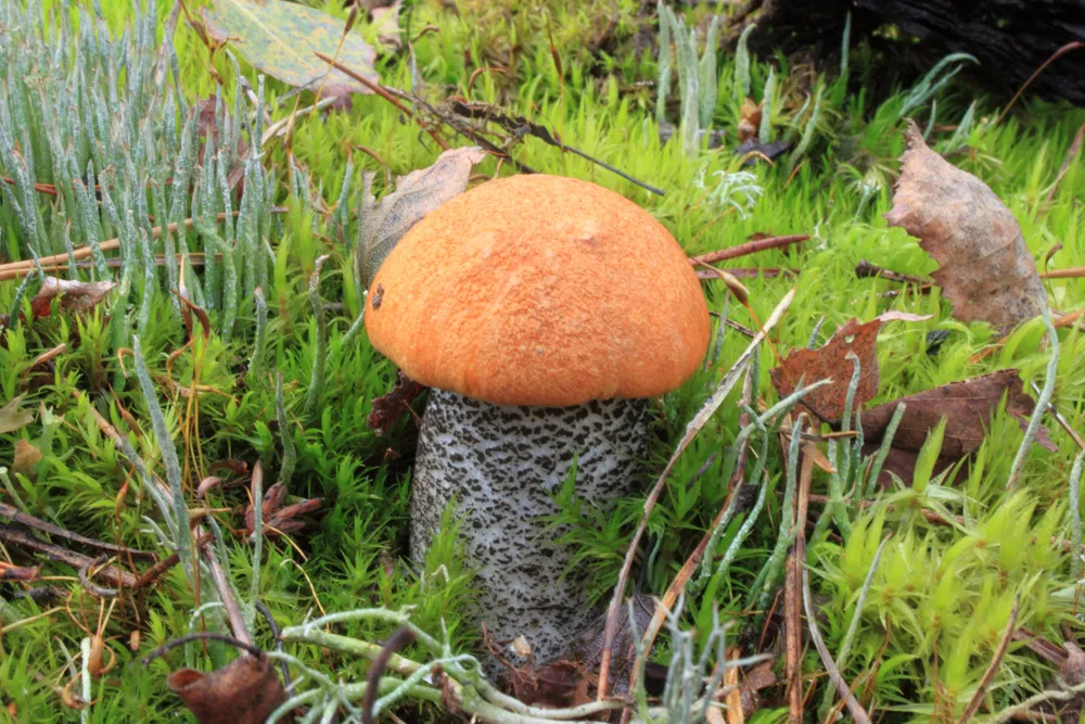 Красноголовець березовий (Leccinum versipelle)