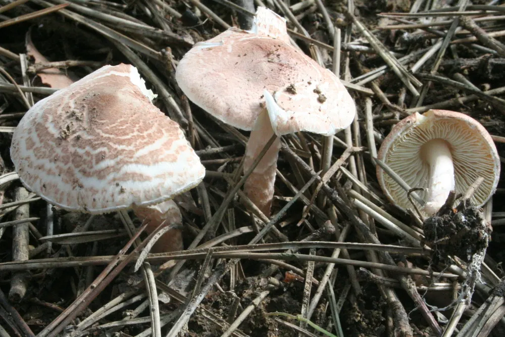 Лепіота коричнево-червонувата (Lepiota brunneoincarnata)