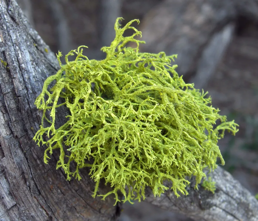 Летарія лисяча (Letharia vulpina)