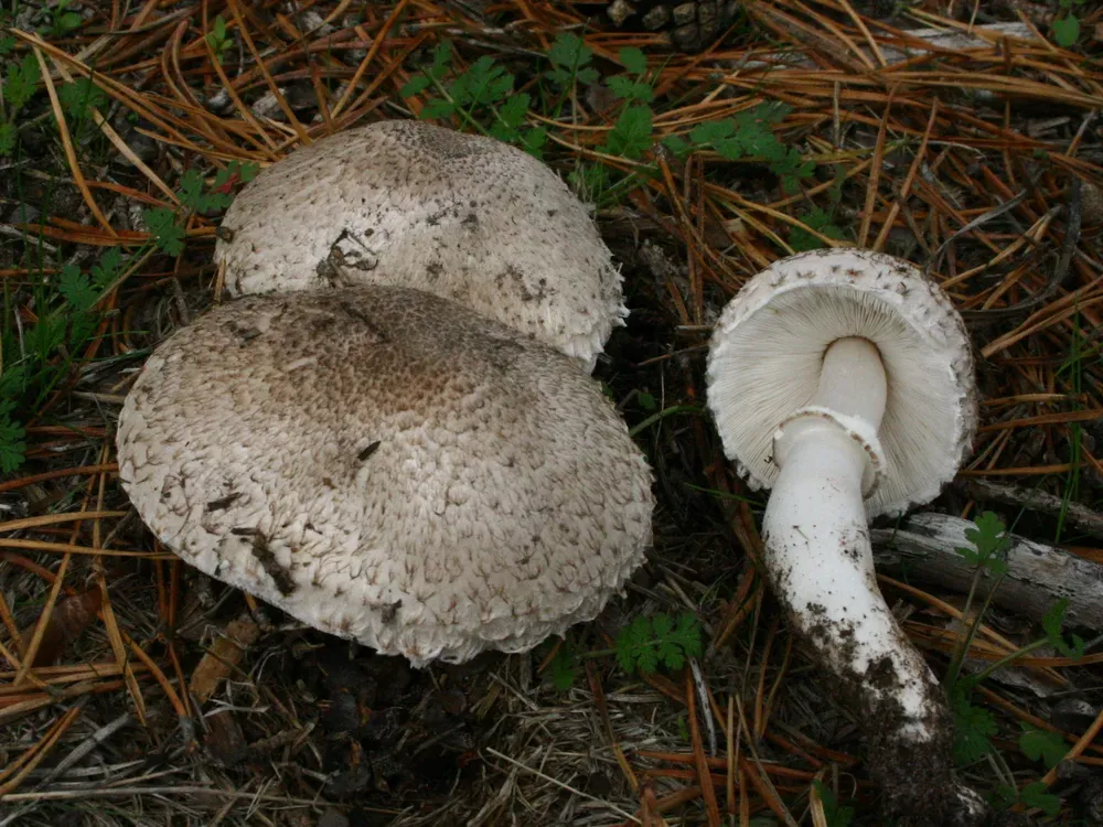 Білопечериця довгокоренева (Leucoagaricus barssii)