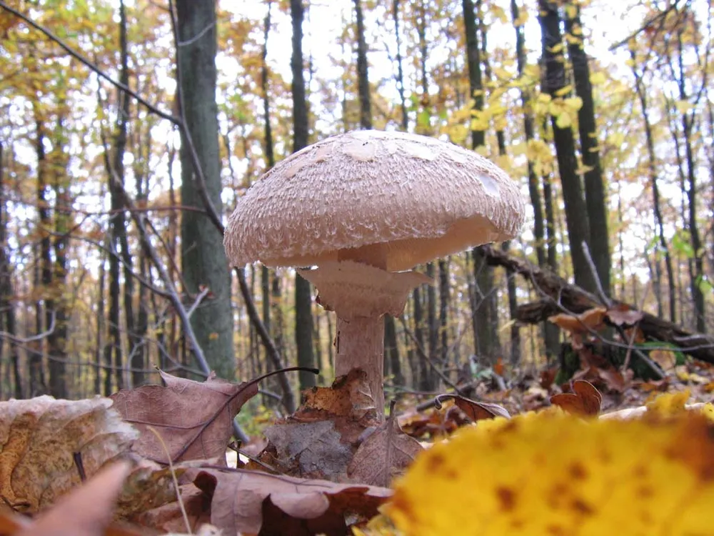 Білопечериця дівоча (Macrolepiota puellaris)