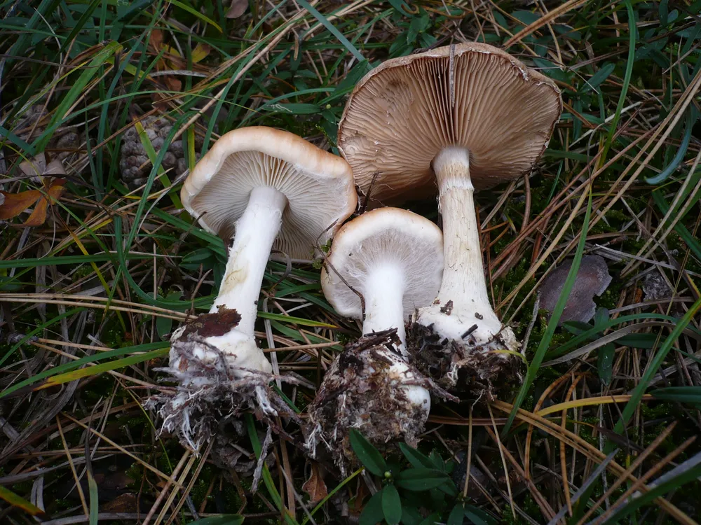 Білопавутинник бульбистий (Leucocortinarius bulbiger)