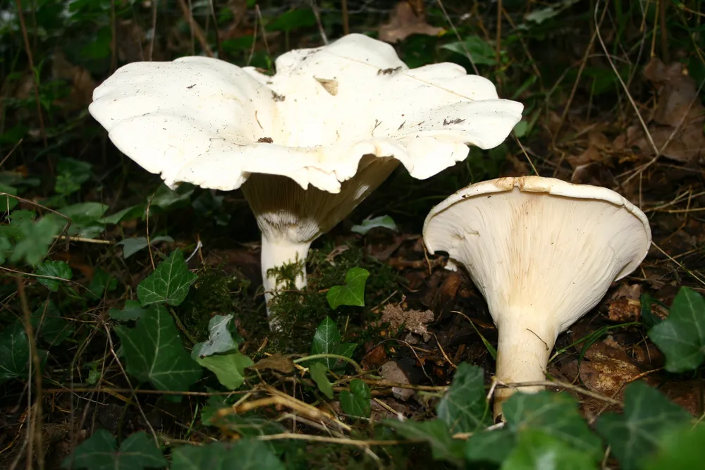 Клітоцибе величезний (Clitocybe gigantea)