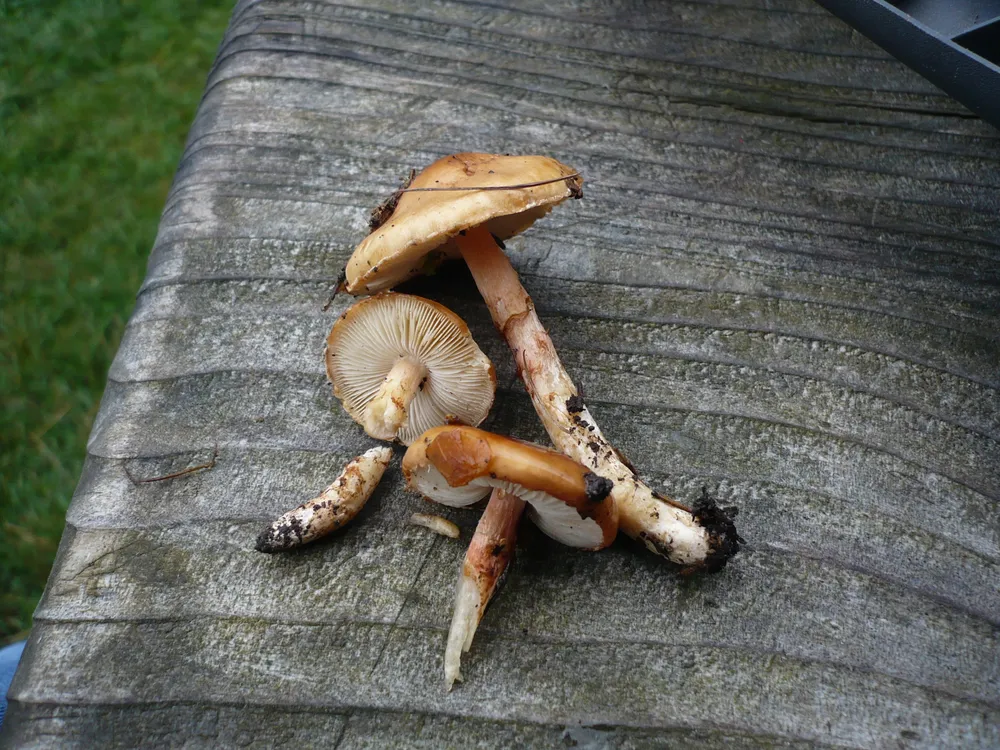 Лімацела ніжна (Limacella delicata)