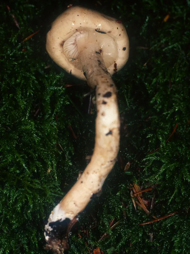 Лімацелла блискуча (Limacella illinita)