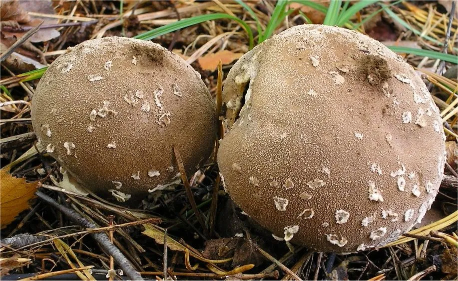 Лікопердон соскоподібний (Lycoperdon mammaeforme)