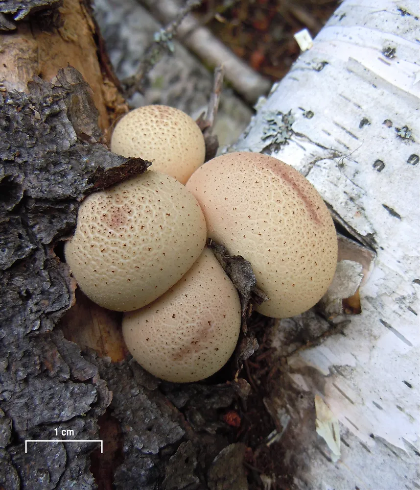 Дощовик грушеподібний (Lycoperdon pyriforme)