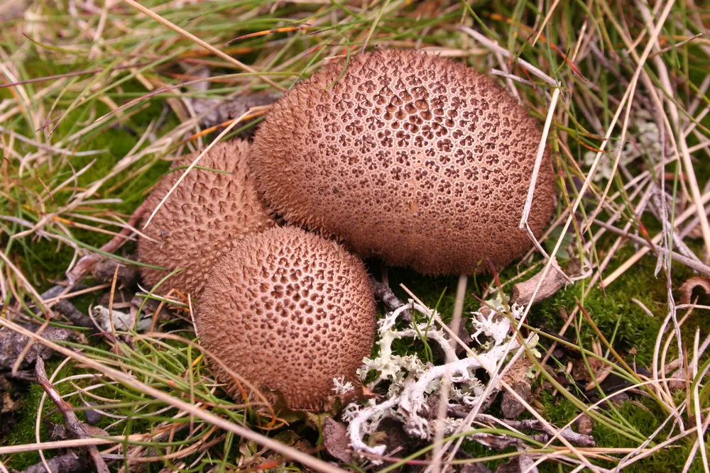 Дощовик умбровий (Lycoperdon umbrinum)