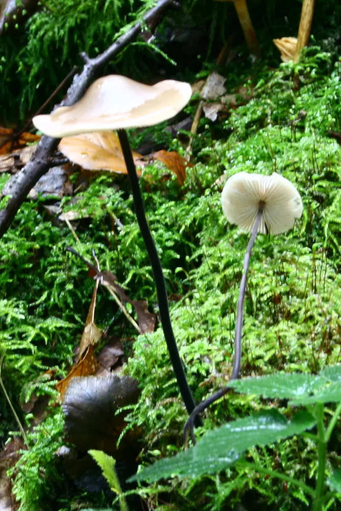 Часничник дубовий (Marasmius prasiosmus)