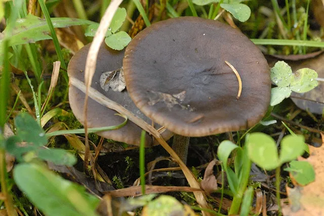 Меланоливка коротконога (Melanoleuca melaleuca)
