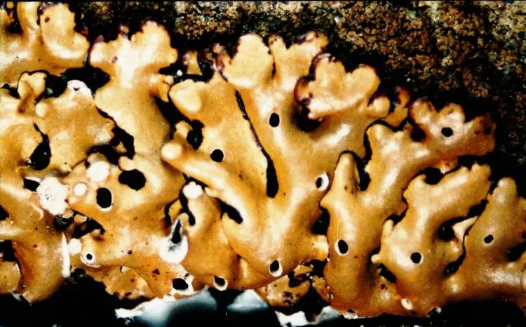 Менегація продірявлена (Menegazzia terebrata)