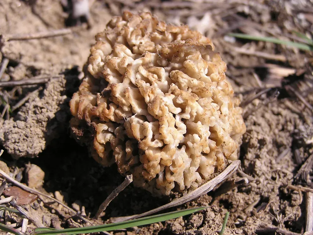 Зморшок степовий (Morchella steppicola)