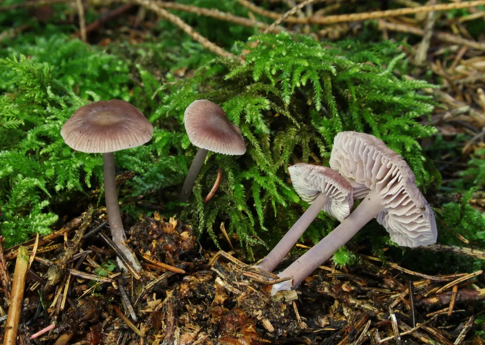 Міцена чиста (Mycena pura)
