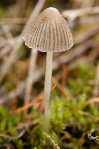Міцена тонкоголовчаста (Mycena leptocephala)