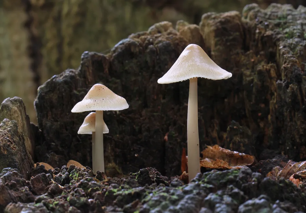 Міцена ковпаковидна (Mycena galericulata)