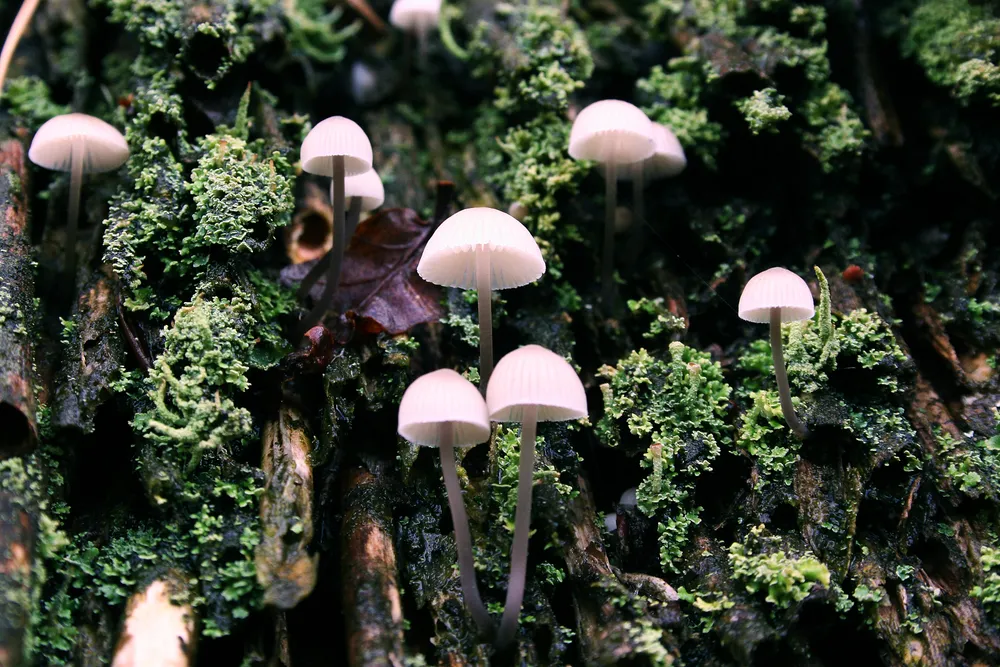 Міцена білосокова (Mycena galopus)