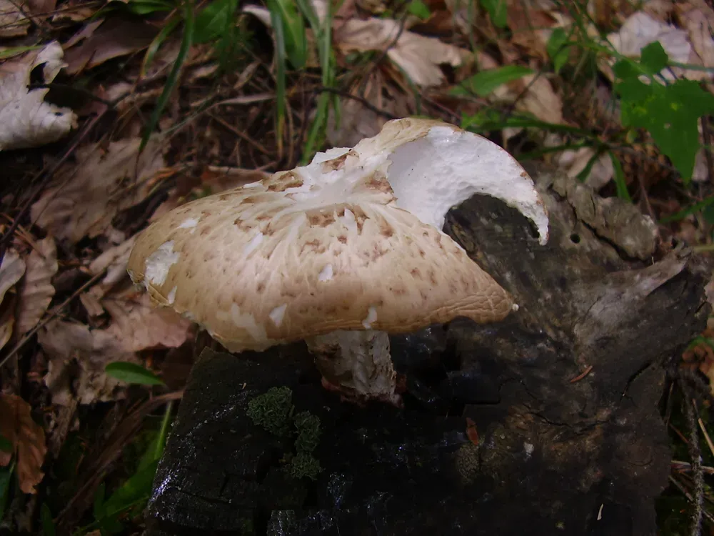 Неолентин лускатий (Neolentinus lepideus)