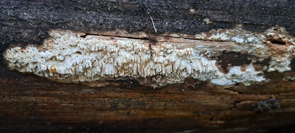 Амілопорія звивиста (Amyloporia sinuosa)