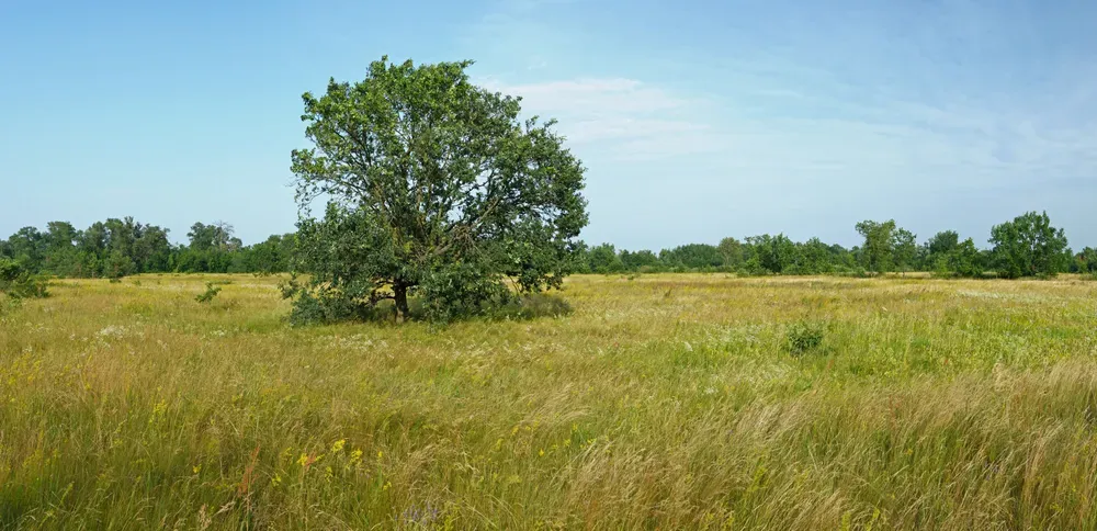 Луг — біотоп, де ростуть гриби