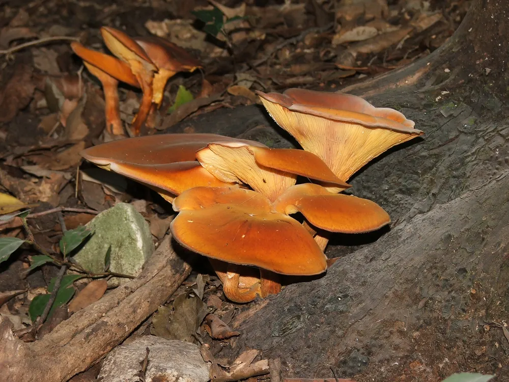 Омфалот оранжево-червоний (Omphalotus olearius)