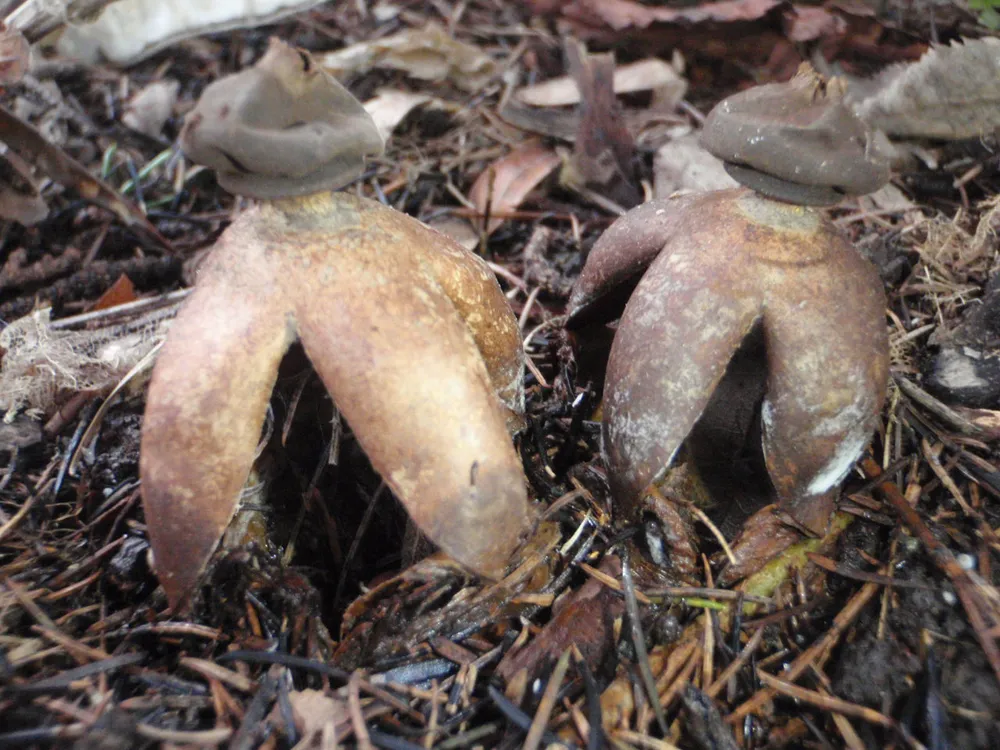 Зірковик склепінчастий (Geastrum fornicatum)
