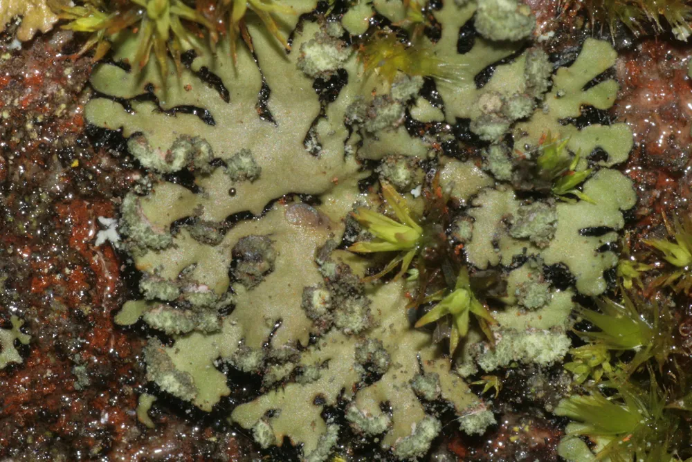 Феофісція округла (Phaeophyscia orbicularis)