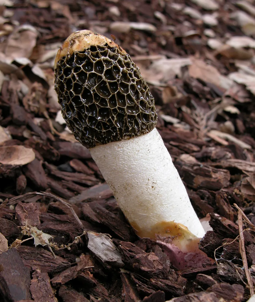 Веселка Адріана (Phallus hadriani)