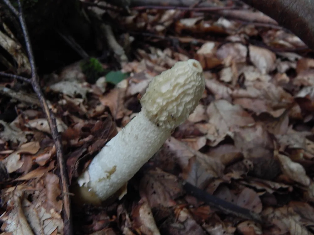 Веселка звичайна (Phallus impudicus)