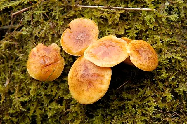 Лускатка борова (Pholiota spumosa)