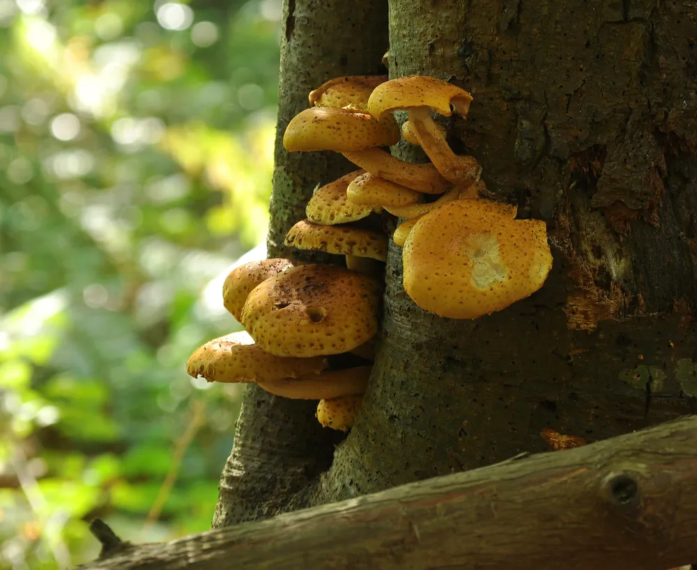 Лускатка золотиста (Pholiota aurivella)