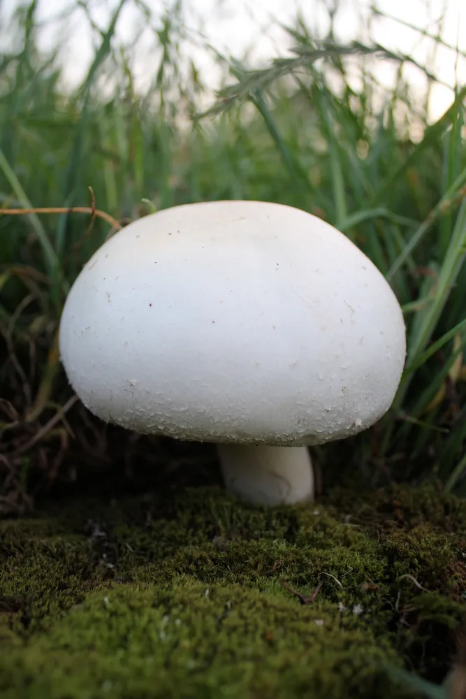 Печериця польова (Agaricus arvensis)