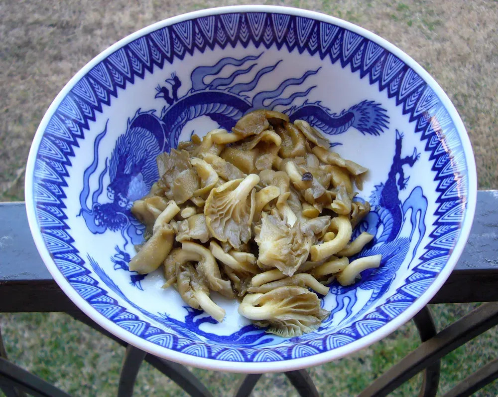 Глива лимонна (Pleurotus citrinopileatus)