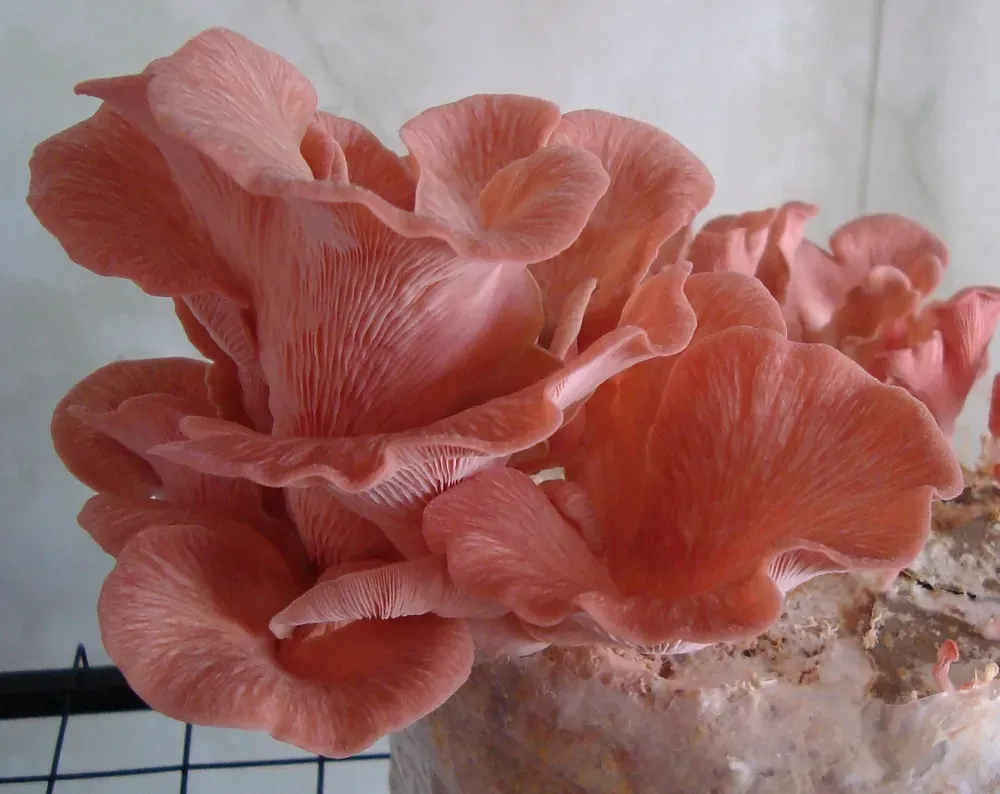 Глива рожева (Pleurotus djamor)