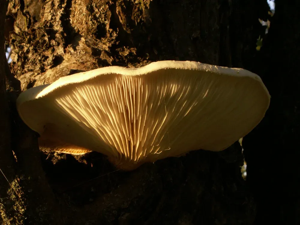 Глива дубова (Pleurotus dryinus)