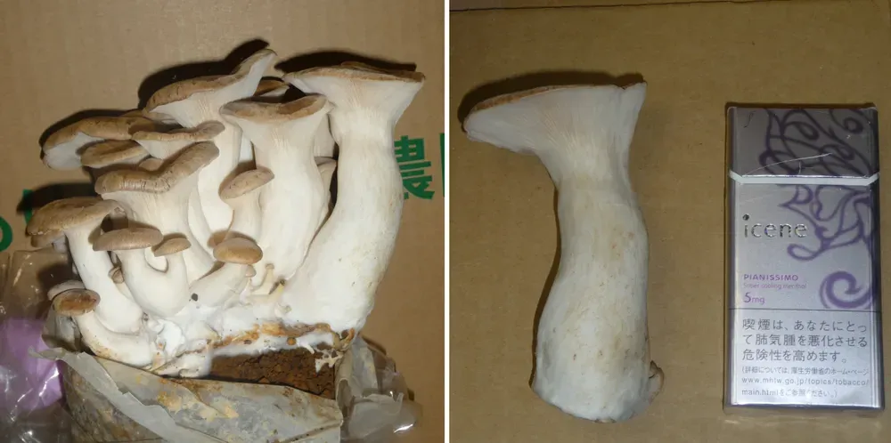 Глива королівська (Pleurotus eryngii)