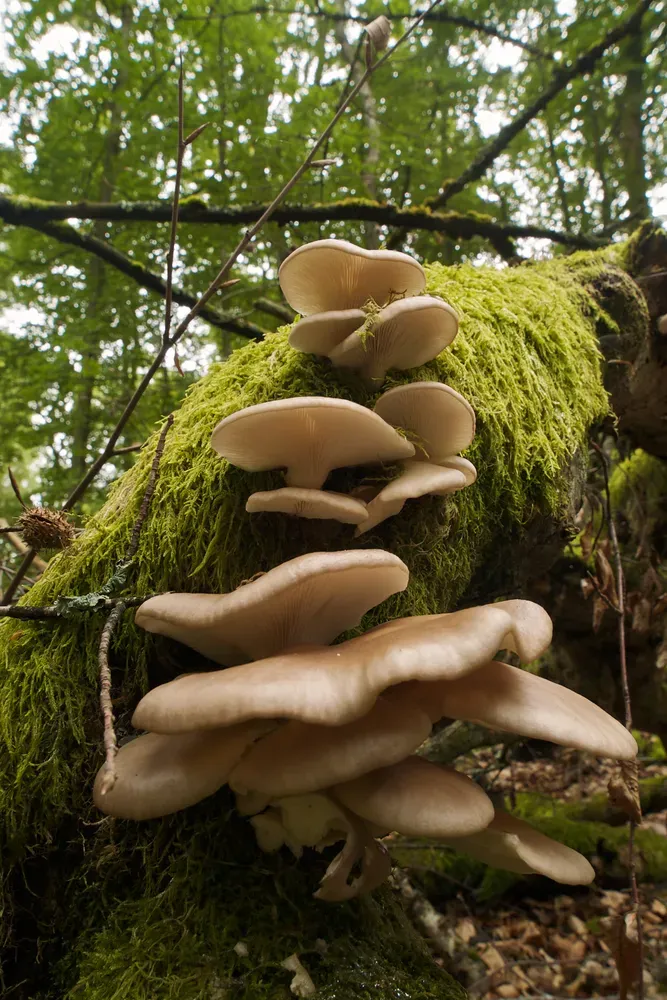 Глива легенева (Pleurotus pulmonarius)