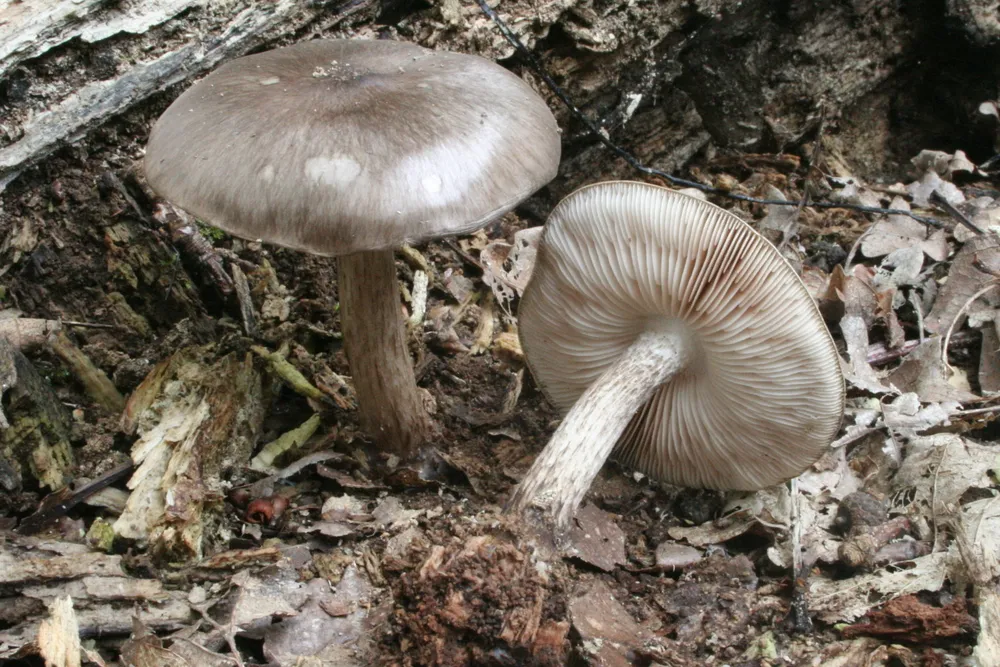 Плютей бурий (Pluteus cervinus)