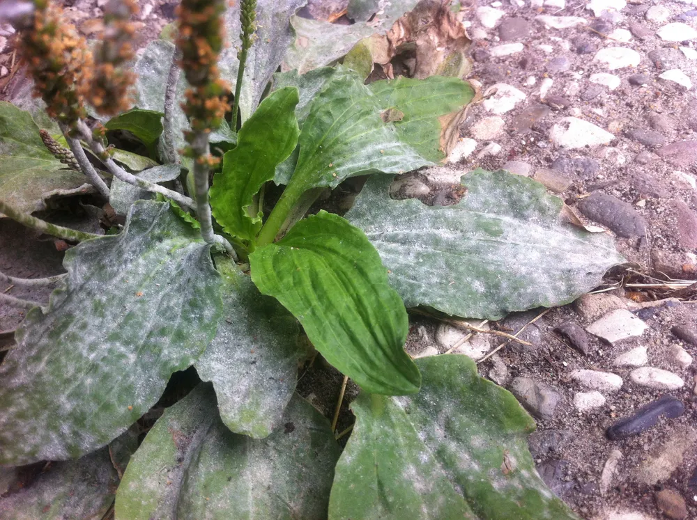 Подосфера подорожникова (Podosphaera plantaginis)