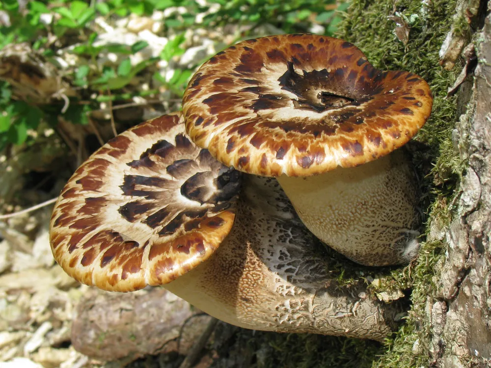 Трутовик лускатий (Polyporus squamosus)