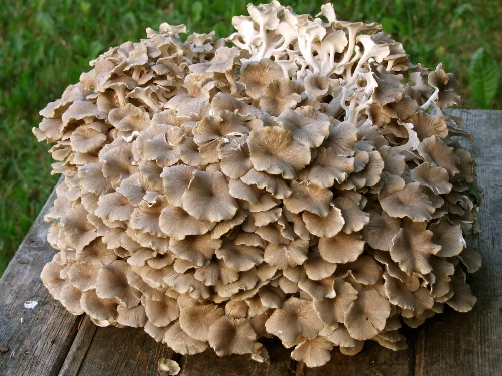 Трутовик зонтичний (Polyporus umbellatus)